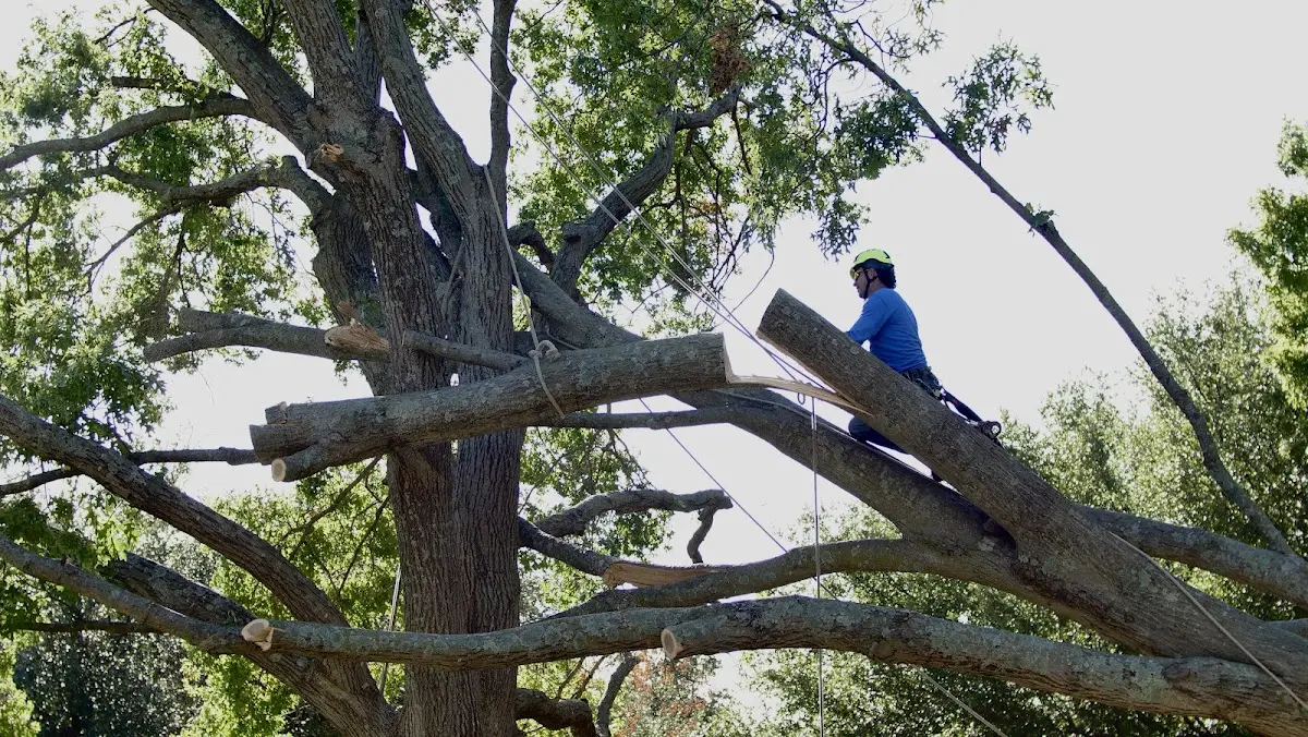 Professional Hazardous Tree Removal performed by certified arborists in Hope