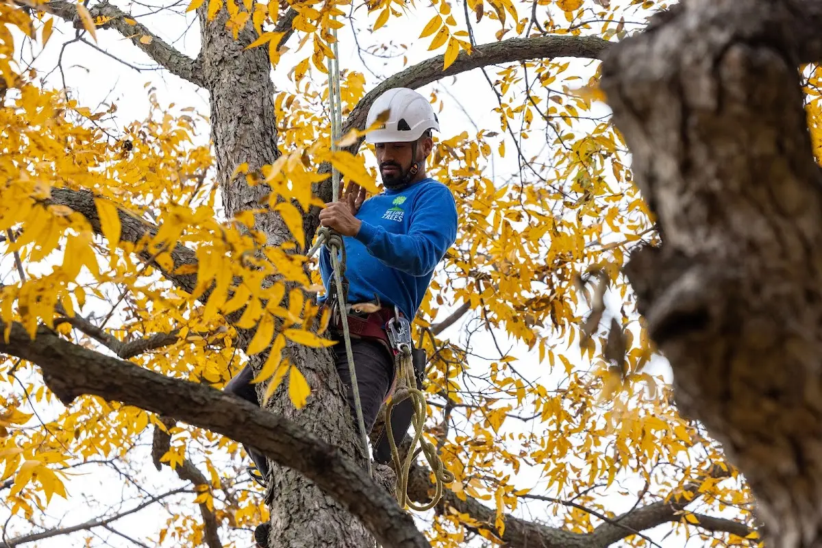 Skilled Tree Trimming crew working in Hope